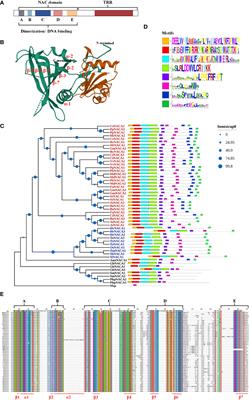 The NAC transcription factors play core roles in flowering and ripening fundamental to fruit yield and quality